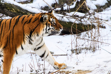 Beautiful Amur tiger on snow. Tiger in winter forest