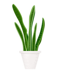 Modern sansevieria, great design for any purposes. Flat green illustration on white backdrop.