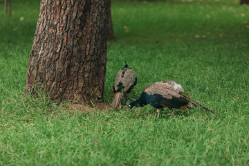 beautiful blue peacock on green grass walking in the park