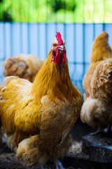chicken on a farm