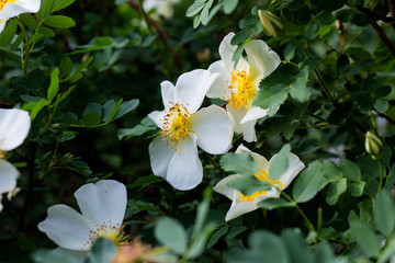 white flower wild rose on a background of leaves blooms in the garden, springtime, close-up
