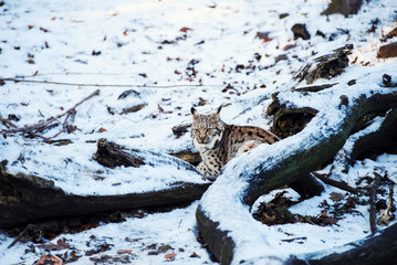 A lynx child hiding behind a tree in the snow