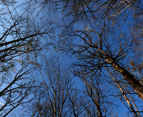 the blue sky seen among the trees in the forest