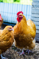chicken on a farm