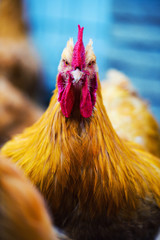 chicken on a farm
