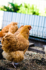 chicken on a farm