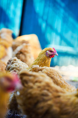 chicken on a farm