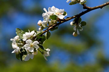 Beautiful white flowers of an apple tree in spring light