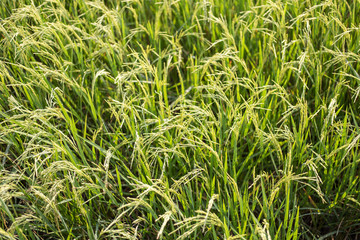 Jasmine rice fields in Thailand