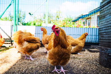 chicken on a farm