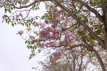 Pantip pink or pink Pantip, cherry blossoms bloom during the season and morning light. 