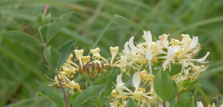 Honey Suckle, Duddingston Loch, Edinburgh, Scotland