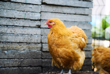 chicken on a farm