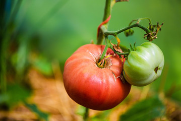 Ripe natural tomatoes growing on a branch in a greenhouse.
