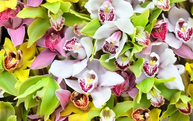 The close-up of the multicolored orchid flowers for the wallpaper and the background. Floral pattern