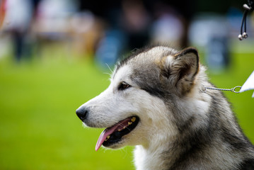 Husky dog