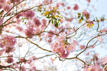 Pantip pink or pink Pantip, cherry blossoms bloom during the season and morning light. 