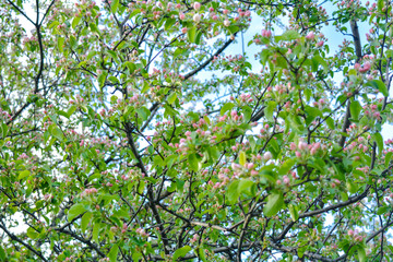 Apple tree branches with pink flowers and buds on the blue sky background