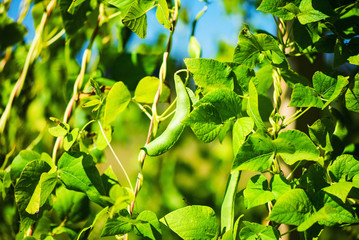 Young stalks of a string bean on poles