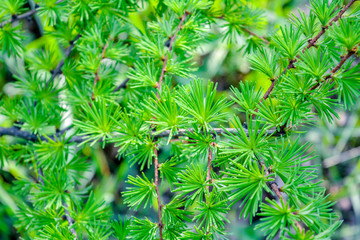 Bright green fluffy branches of larch tree Larix decidua Pendula. Closeup nature