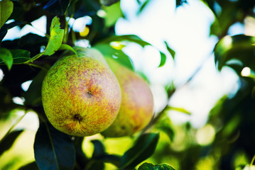 Pear tree with green pears. Pear tree in a garden. Summer fruits garden. Green pears on the tree. Green pears in the garden on a sunny day. Branch of pear tree with pears and leaves.