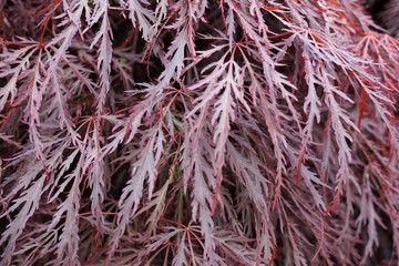 Acer palmatum close up
