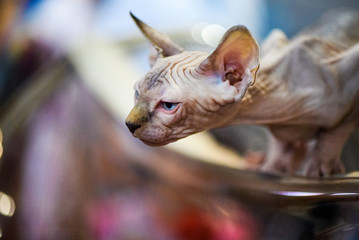 sphynx cat