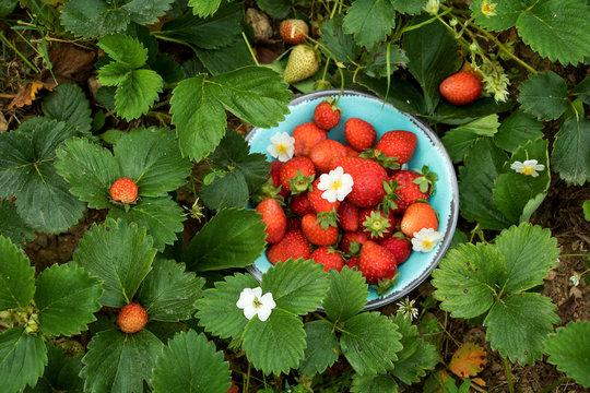 sommerlich köstlickeit, frisch gpflückte erdbeeren in einer schüssel im erdbeerbeet