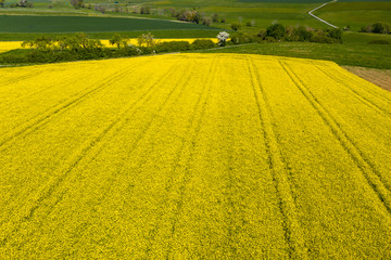 Obraz premium Aerial view, agriculture with cereal fields and rapeseed cultivation, Usingen, Schwalbach, Hochtaunuskreis, Hesse, Germany