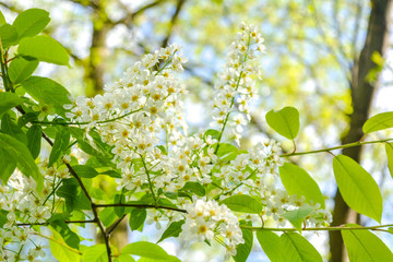 Bird cherry tree in blossom. Close-up of a Tree with white little Flowers