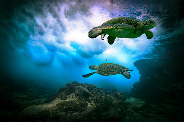 Obraz premium Green turtles playing in the waves