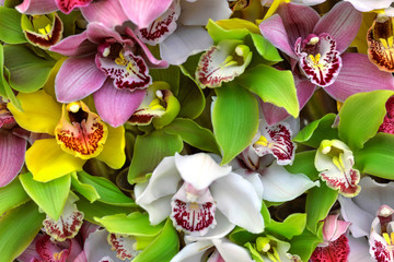 The close-up of the multicolored orchid flowers for the wallpaper and the background. Floral pattern