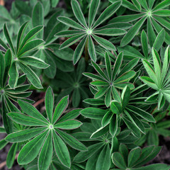 leaves of lupine flowers. high angle view. moody floral, square