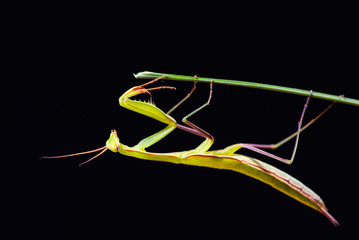 Praying mantis (Mantis religiosa) on black background