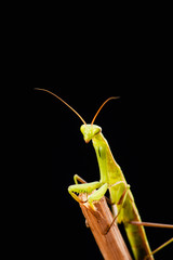 Praying mantis (Mantis religiosa) on black background