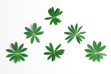 creative concept. Fresh green leaves on white background. minimalistic composition. flat lay, horizontal frame