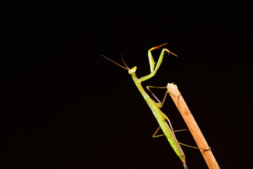 Praying mantis (Mantis religiosa) on black background