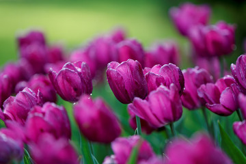 Obraz premium A lot of fresh purple tulips in public park in evening light 
