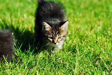 Naklejka premium Cute little kitten on green grass