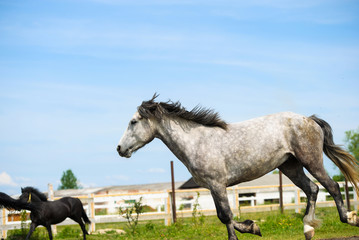 Obraz na płótnie Canvas Horses on a summer pasture