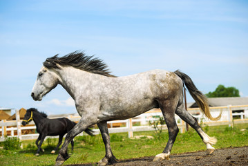 Fototapeta na wymiar Portrait of beautiful horse in summer