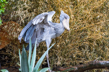 Shoebill standing on a tree
