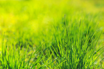 a tuft of grass on a blurred background
