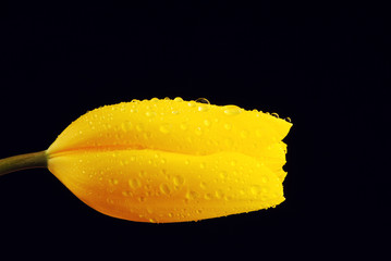 Naklejka na ściany i meble yellow tulip in water drops, studio shooting