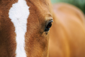 Portrait of beautiful red horse in summer