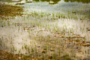 the grass in the field is full of rain