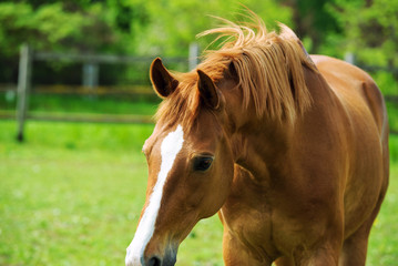 Obraz premium Horses on a summer pasture