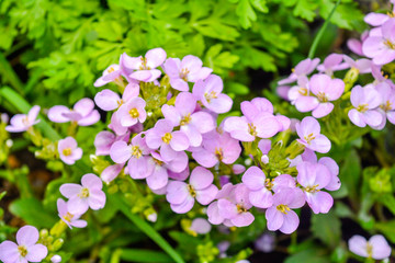 Blooming little pink meadow flower in the garden