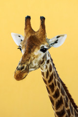 giraffe