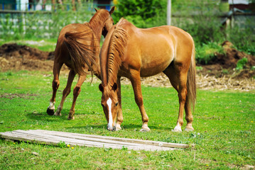 Obraz premium Portrait of two horses